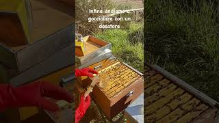 Ultima visita si gocciola  shorts shortvideo bee beekeeping honey beekeeper api [upl. by Ammeg]