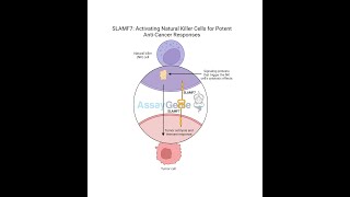 SLAMF7 Activating Natural Killer Cells for Potent AntiCancer Responses [upl. by Amorita394]