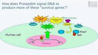 Dr Joe McCord June 2010 talks about Protandim Addictions Metabolic Syndrome etc [upl. by Alekin]