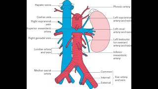 Inferior Vena Cava – Posterior Abdominal Wall complete in Urdu Hindi Dr Najid [upl. by Joey]