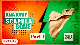 Scapula bone ANATOMY 3D  part1  BD Chaurasiya  BAMS amp MBBS  1st year [upl. by Selway]