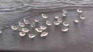 SANDERLINGS  Sandpipers in Motion  Piper  New Brunswick Canada Shore Birds [upl. by Daniele]