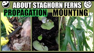 HOW TO PROPAGATE amp MOUNT  STAGHORN FERN RABBITS FOOT FERN BROMELIADS  Propagate With Me [upl. by Htezil802]