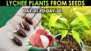 LYCHEE Plant Seed Germination  How to Grow Lychee Plant from Seed By SproutingSeeds [upl. by Wilson]