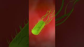 3D animation of the Helicobacter pylori [upl. by Ethel147]