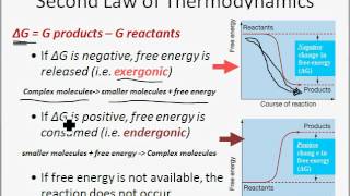 Energy Enzymes and Metabolism [upl. by Refinneg]