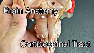 Pathway of corticospinal tract English [upl. by Bathilda]