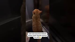 Komşu kedisi 😻 cat kediaski catlovers10m kedi 🎥pisikolata [upl. by Eno370]