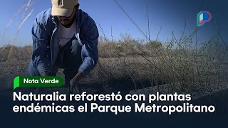 En un año Naturalia reforestó con plantas endémicas en el Parque Metropolitano de Hermosillo [upl. by Anilahs]