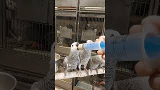 African Grey Parrot baby talking parrot birds birdswings [upl. by Llenrub]