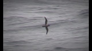 Kerguelen Petrel Gough Island South Atlantic 9th April 2018 [upl. by Daenis]