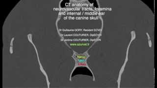 CT anatomy of neurovascular tracts and foramina of the canine skull by AZURVET nombre [upl. by Akived919]