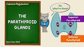 The Parathyroid Glands  Structure and Function  Histology  Endocrine Physiology [upl. by Somisareg]