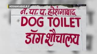 Hoshangabad comes forward to build a dogs toilet [upl. by Lumbard996]