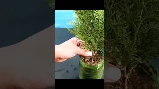 how to propagate thuja jhau from cutting 😍 thuja plant grow [upl. by Abijah471]