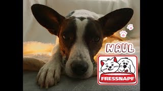 Fressnapf Haul  shoppen für den Hund [upl. by Nayrb]