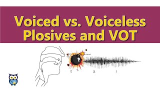 Voiced vs Voiceless Plosives and VOT [upl. by Lasyrc897]