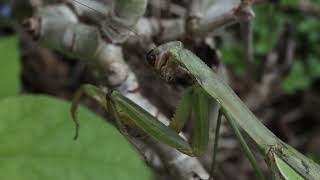 Китайские богомолы лат Tenodera sinensis и в конце Hierodula patellifera [upl. by Jewelle]