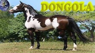 TOP Beautiful Dongola Horse in the World [upl. by Yralih]