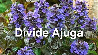 Dividing Perennials  How To Divide Ajuga Bugleweed Groundcover [upl. by Nada]