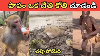 🐵పాపం జంతువులు🐒 savelife saveanimallife emostionalstory [upl. by Gemma748]