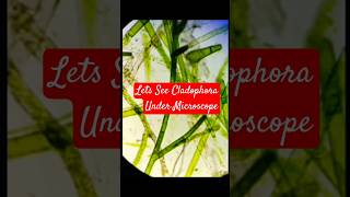 Lets See Cladophora under microscope [upl. by Mar]