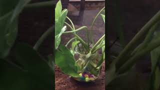 Indoor plantsgardentamizha gardenplants thamizhachigarden shorts [upl. by Halla962]