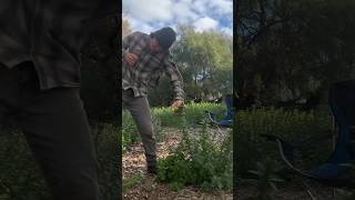 Drinking STINGING Nettle Tea In 16 Seconds 🌿🍵 outdoors bushcraft sting [upl. by Clotilde]