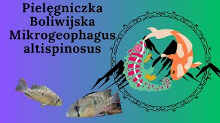 Pielęgniczka Boliwijska Mikrogeophagus altispinosus podstawowe informacje [upl. by Aisatana]