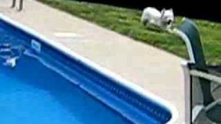 Bogie the Westie vs Pool [upl. by Wernda]