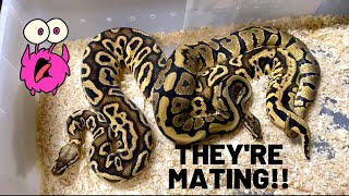 Breeding Ball Pythons pt 2 Copulation amp Follicles [upl. by Doowrehs]