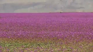 El desierto de Atacama se cubre de flores [upl. by Buote]