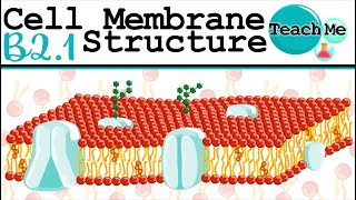 B21  Cell Membrane Structure  IB Biology SLHL [upl. by Delwyn]