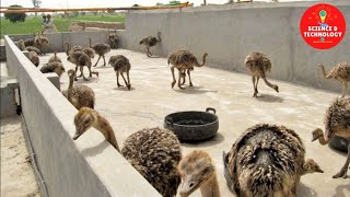 Amazing Ostrich Farming How to Hatch Ostrich Eggs How to Raise Ostrich Chicks Modern Poultry [upl. by Mikes]