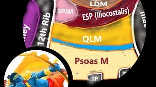 Subcostal Quadratus Lumborum QL Block  Anatomy Sonoanatomyamp Target site [upl. by Malim]