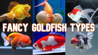 Fancy Goldfish  20 Types To Know [upl. by Shiri]