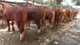 Harga sapi khusus bakalan bahan qurban dan penggemukan [upl. by Crim]