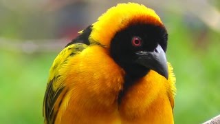 Beautiful Weaver Birds Nest Building  Village Weaver Bird Nest Making  Ploceidae [upl. by Eimmak630]