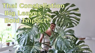 How to Grow Monstera Thai Constellation Indoors │ Tips Challenges and Success [upl. by Bilicki]