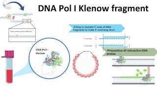 Klenow Fragment and its usage [upl. by Dihsar]