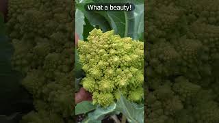 Reap the Spiral Harvesting Romanesco Cauliflower  Shorts [upl. by Wessling]