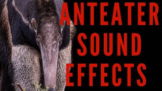 ANTEATER SOUND EFFECTS  Anteater Sounds  maktubytv [upl. by Wash736]