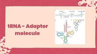 tRNA Adaptor molecule chapter 5 class 12th trystwithbiology 8806 [upl. by Catharine]