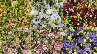 Top 10 Most Beautiful Lisianthus  10 Lovely Eustoma Varieties [upl. by Ihsakat989]