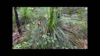 Boudi Coastal Walk Little beach Garawa lookout MacMasters Beach [upl. by Zsa Zsa]