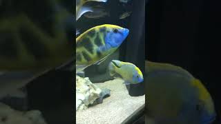 Jewel vision 450L African cichlid setup Big cichlidvenustusgiraffe hapmixed Malawi [upl. by Amelia591]