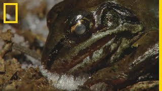 Cette grenouille des bois gelée revient à la vie [upl. by Kcirdlek692]