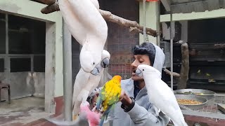 Who Is Manka The Moluccan Cockatoo  Best Cockatoo Species In The World [upl. by Assirahc160]