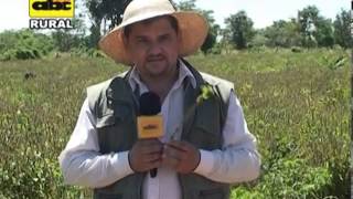 Manejo agronómico del cultivo de chía [upl. by Durant]