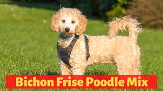 Everything About The Bichon Frise Poodle Mix Poochon  Should you get a Poochon [upl. by Dnalwor387]